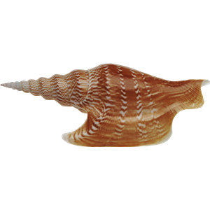 Seashell PNG-37145